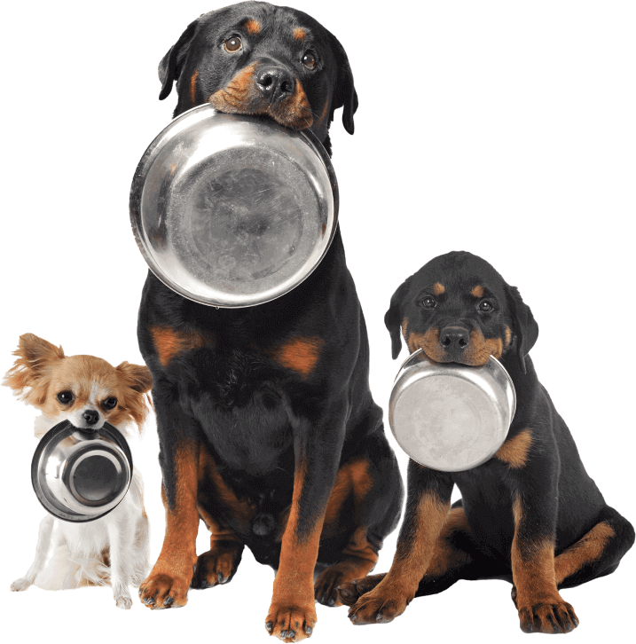 dogs