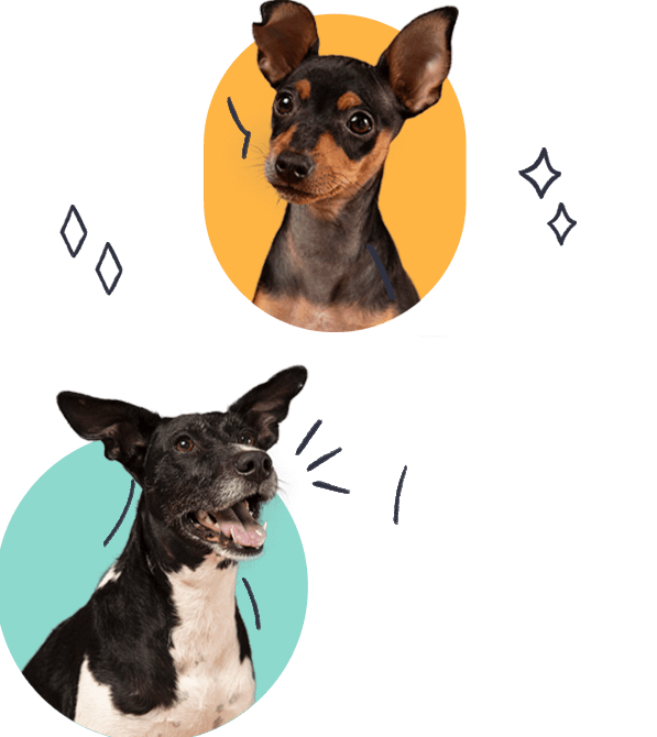 dogs